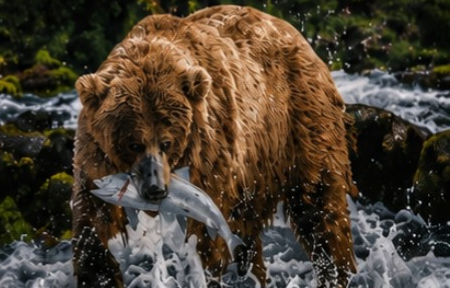 Grizzly Bear Fishing in Mountain River Luxury Plush Blanket – Rustic Wildlife Nature Bedding